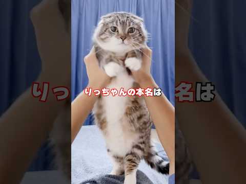 りっちゃんやレオンくんの血統書に書かれた本名がそれっぽすぎたお話🤣🤣🤣 猫 サムネイル