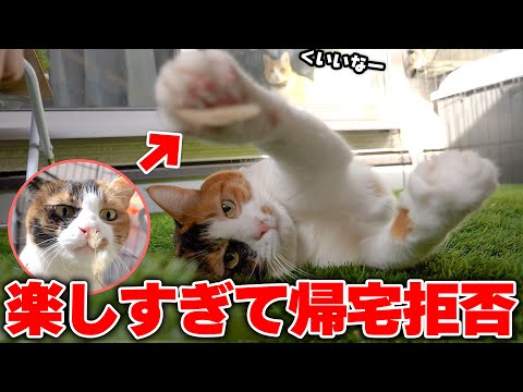 ”天然の猫じゃらし”を初めて見た猫が興奮して大暴れし始めましたwww サムネイル