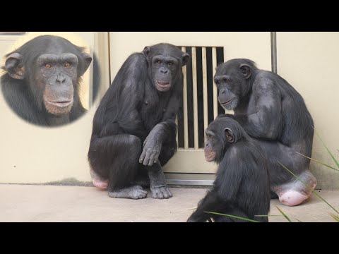コエとロジャー　東山動植物園　チンパンジー　202512 サムネイル