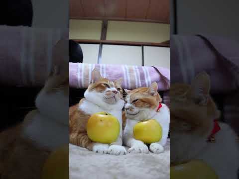 こうこう　りんご　260122　のせ猫　リンゴ　 cat 猫のいる暮らし ネコ　 cute　 ねこ　 猫のいる生活… サムネイル