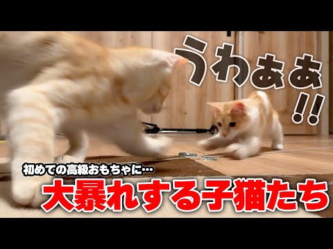 【大興奮】初めての高級おもちゃに、子猫たちが制御不能になりました… サムネイル