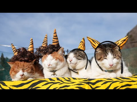 節分 鬼猫 2026　260203 サムネイル