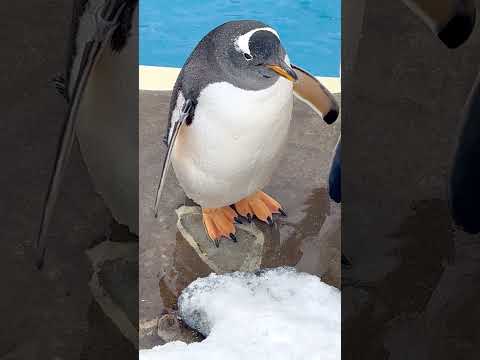 おたる水族館海産総選挙　④ジェンツーペンギン サムネイル
