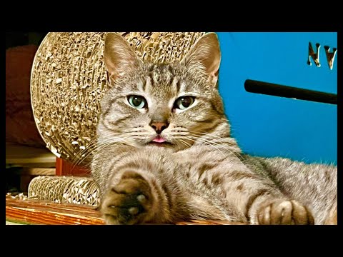 99%が5分で眠くなる😴 ｜猫×水の音｜Deep Relax｜Cat Purring & Wooden Balls サムネイル