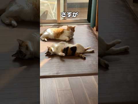 ねじり サムネイル
