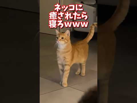 ネッコの動画で癒されたら寝ろｗｗｗ　2ch  動物  猫 癒やし ねこ動画 サムネイル