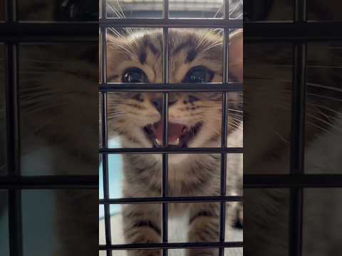大暴れの子猫を寝かしつける...!! cat 猫 サムネイル