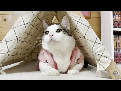 ピチピチのちゃんちゃんこを着たらムチムチの猫 サムネイル