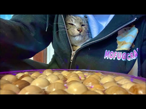 Deep Relax ASMR｜Cat Purring & Wooden Balls【live】 サムネイル