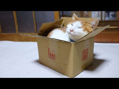 小さい箱とちろ box and cat　260125 サムネイル