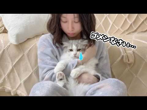 思わずママを噛みついちゃって落ち込む子猫の行動が可愛すぎる！ サムネイル