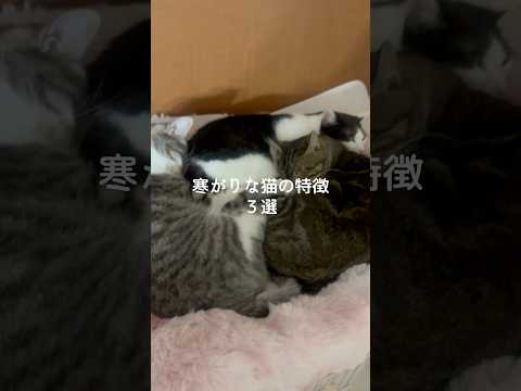 寒がりな猫の特徴3選 猫 ねこ 保護猫 猫のいる暮らし 猫好きさんと繋がりたい 雑学 豆知識 VOICEVOX:ずんだ… サムネイル