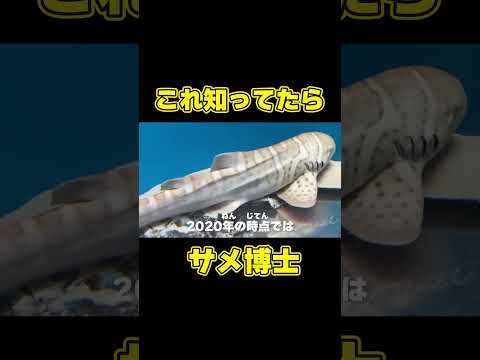 世界中にサメは何種類いるか知ってる？🦈 サムネイル