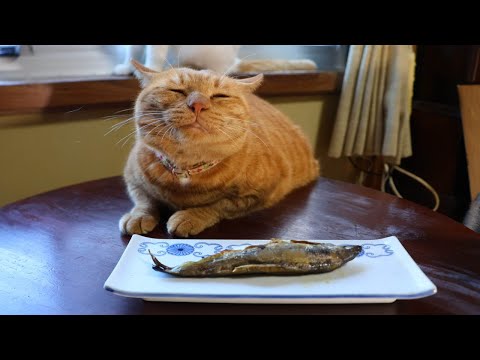 ちゃぶ台の上の焼鮎　251227 サムネイル