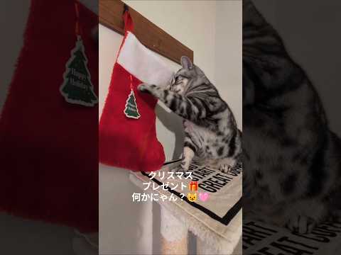 アメショーのラッテ アメショ ＃アメリカンショートヘア＃猫との暮らし猫と暮らす家猫 サムネイル