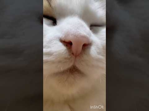 至福の顔 サムネイル