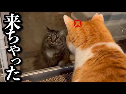 このあと猫が本気で怒ります サムネイル