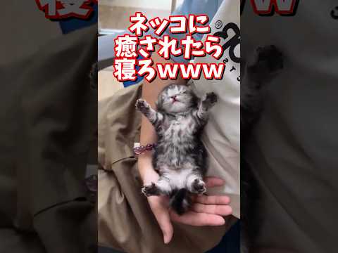 ネッコの動画で癒されたら寝ろｗｗｗ　2ch  動物  猫 癒やし ねこ動画 サムネイル