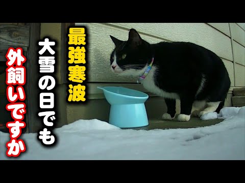 大雪の中お腹を空かせてやってくる外飼いの猫 サムネイル