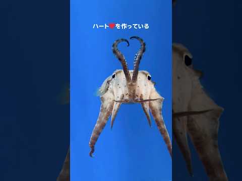 【コウイカ】イカハート❤【サンシャイン水族館】shorts 水族館 サムネイル
