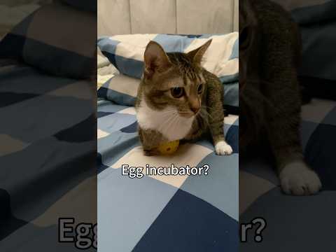 Cat✖️ Egg incubator✅ サムネイル