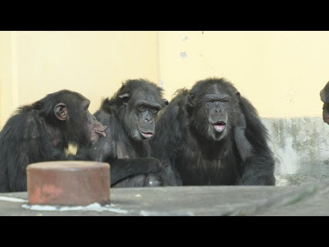 話題沸騰！ローラが変える動物園の未来｜京都市動物園の事実 サムネイル