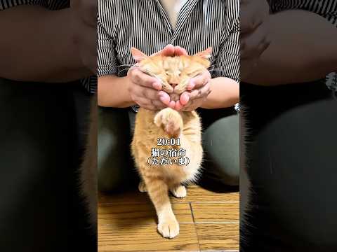 世界一可愛いと言われた猫の宿命 cat  ネコ 保護猫 ねこのいる生活 サムネイル