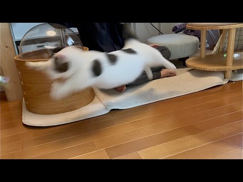 最新の猫ジャンプ動画が話題！豆大福の神回を見逃すな サムネイル