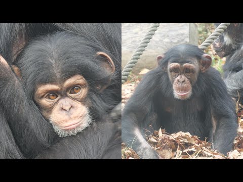 ジュウザと枯葉とチヨちゃん　かみね動物園　チンパンジー　202512 サムネイル
