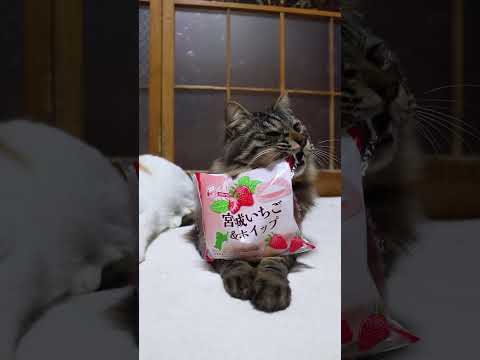 宮城いちご＆ホイップ　260118　のせ猫　 cat cute ねこ　 猫のいる暮らし　 ネコ　 kitten　 ki… サムネイル