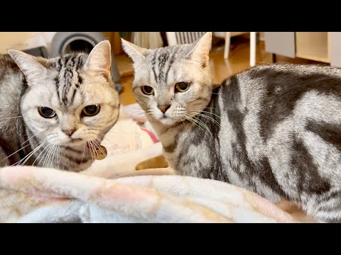 朝、目を覚ますと猫ちゃんたちに囲まれてます。 サムネイル