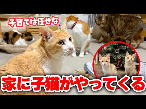 突然ですが子猫を預かることになったので、専用のお部屋を用意させていただきます。 サムネイル