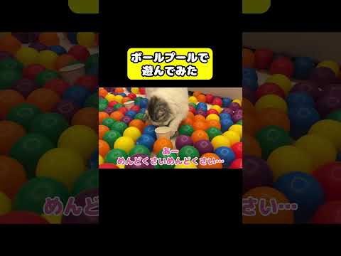 ボールプールで遊んでみた　猫 おもしろ アテレコ ニャンチューバーつくし サムネイル