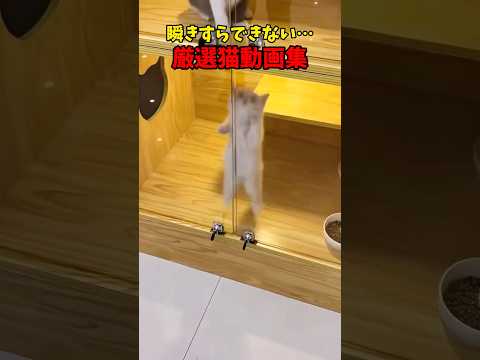 ドライアイ不可避👁️ 猫 cat cats cute サムネイル