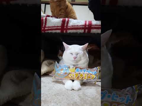 ポップ・ヒット バナナミルク　260204　のせ猫　 cat cute ねこ　 猫のいる暮らし　 ネコ　 猫のいる生活… サムネイル