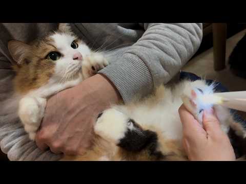 肉球を丸出しにされて文句タラタラな猫 サムネイル