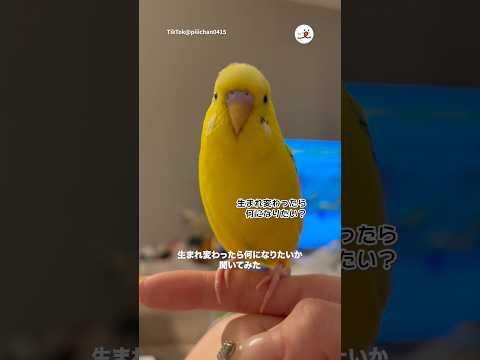 生まれ変わったら…｜PECO サムネイル