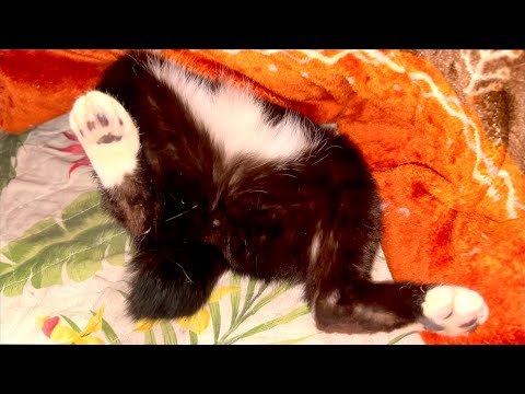 猫はこたつで完全に気絶しました サムネイル