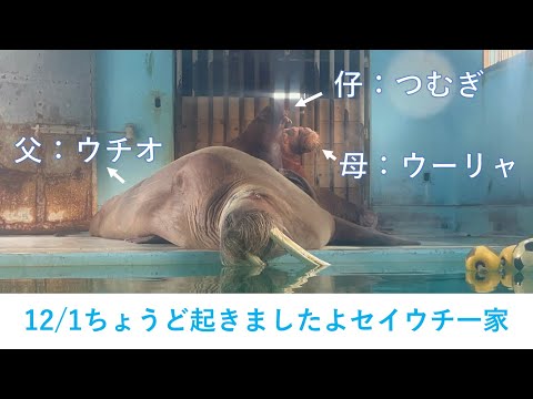 12/1朝のセイウチ一家 サムネイル
