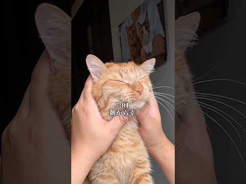 猫がいると、朝から幸せいっぱいになります。 cat ネコ サムネイル
