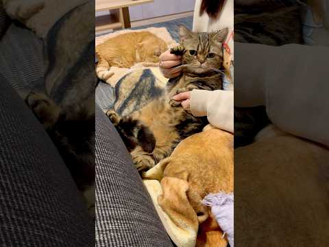 レゼダンスの練習に付き合わされる猫【IRIS OUT】chainsawman レゼダンス サムネイル