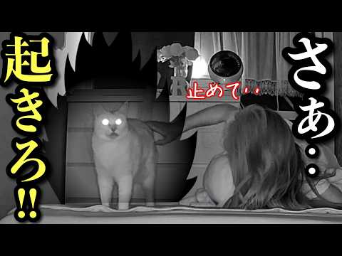 【寝不足】毎朝４時に叩き起こされる地獄のニャラーム サムネイル