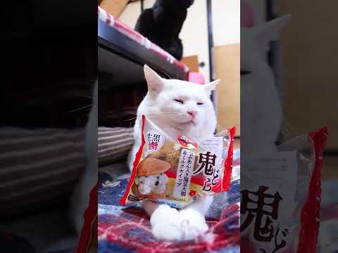 鬼どら　260203　のせ猫　節分　 cat cute ねこ　 のせ猫 猫のいる暮らし ネコ　 猫　 猫のいる生活… サムネイル