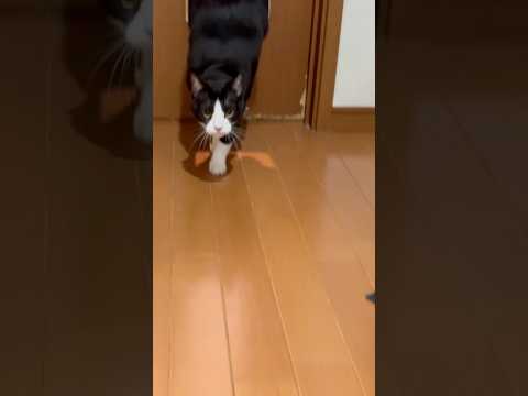 これは嬉しい サムネイル
