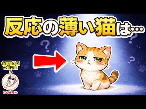 【猫の反応が薄い理由】リアクションが少ない猫ほど飼い主を観察している理由  猫 雑学 豆知識 トリビア サムネイル