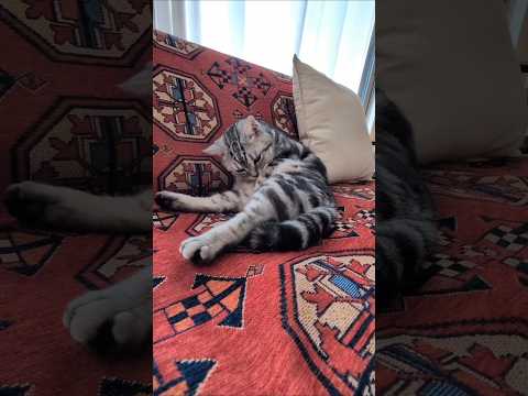 アメショーのラッテ アメショ アメリカンショートヘア 猫との暮らし 猫と暮らす家 猫 サムネイル