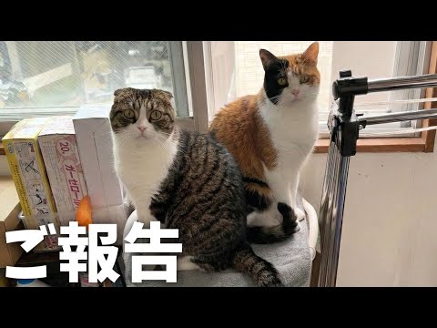 ご報告、ぽこ太郎の奥さんと息子猫の近況について。 サムネイル