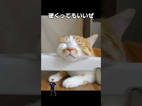 「なんでも枕にしちゃうぜ」猫あるある|フルはApple Musicほか音楽アプリへ サムネイル