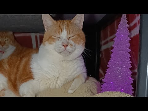 こたつのうずまき がクリスマス　ライブ配信中！　2025年12月24日 サムネイル