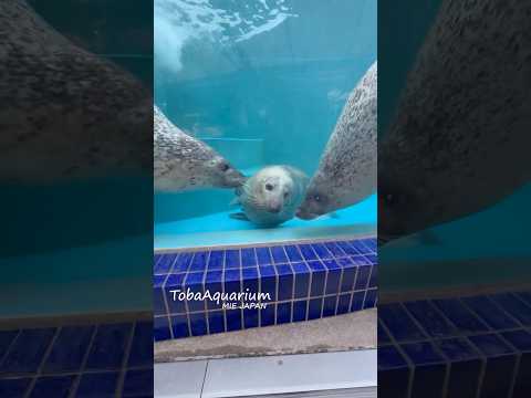 《鳥羽水族館》とある日ののんびりアザラシ🦭🩵 鳥羽水族館 tobaaquarium ゴマフアザラシ ハイイロアザラシ… サムネイル